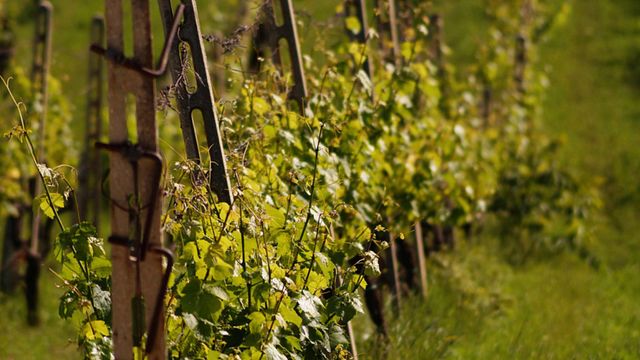 Wine Experience alla Fattoria Nannì
