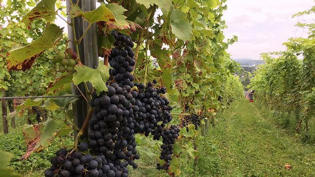 Degustazione di vini e visita con l'enologo al Domaine L&R Kox