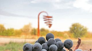 Dégustation de vins gastronomiques haut de gamme et visite des Bodegas Barón d'Alba
