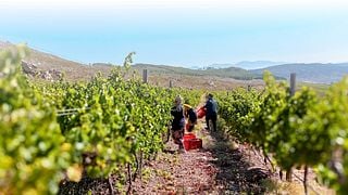 PaardenKloof Estate: A Hidden Gem in South Africa