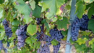Premium vinprovning på Azienda Agricola Marco Rabino