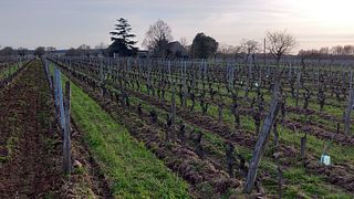Degustação de vinhos em Vignoble Demois 