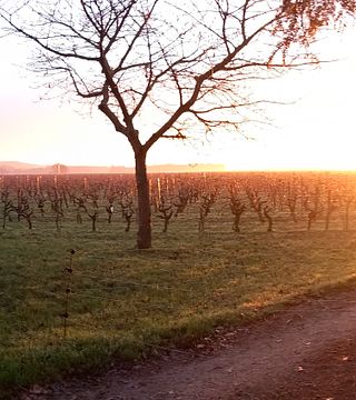 Vinprovning på Vignoble Demois