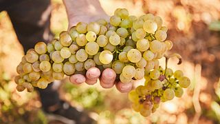 Cata de vinos y visita guiada a la bodega Juliet Victor