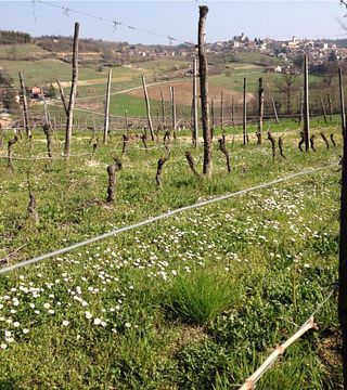 Visita à vinícola e degustação de vinhos na Tenuta Tamburnin