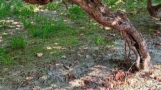 Taste Trentino Wines in a Historic Alpine Cellar