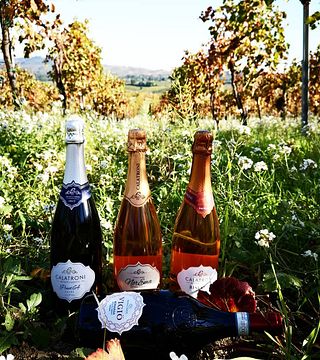 Picnic Tra i Filari e Degustazione presso l'Azienda Agricola Calatroni