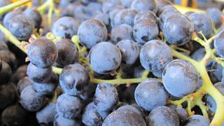 Dégustation de vins et visite à Mitre's Edge