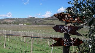 Visita à vinícola e degustação de vinhos em Terre Di Pietra 