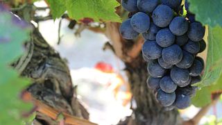 Degustação de Vinhos e Tour no Scv Du Chateau Segue Longue Monnier