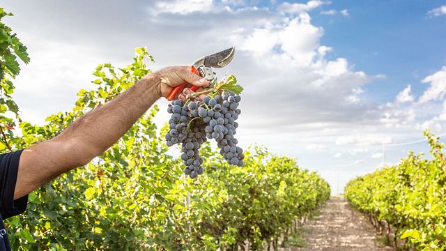 Cata de vinos y visita guiada en Cantine Paradiso