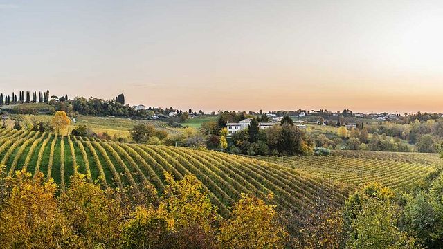 Furlan Vini