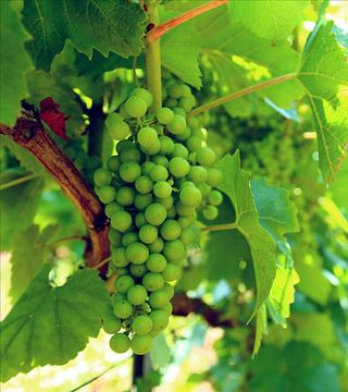Degustazione di vini e tour allo Champagne Daniel Dumont