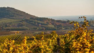 Grand Tokaj