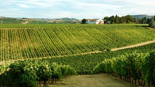 Recorrido clásico por la bodega Zerbina