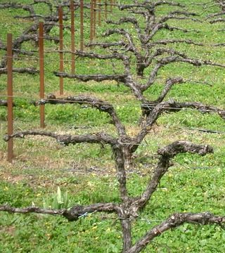 Bodegas Robles: A Legacy of Natural Winemaking
