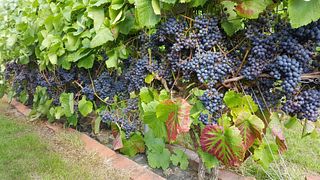 Domaine Nyballe