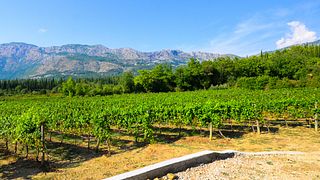 Winery Milicic Konavle