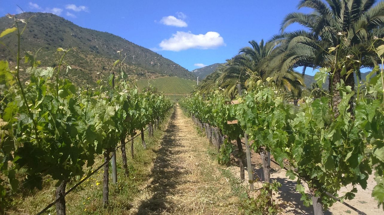 Passeio pelo Vale do Vinho de Casablanca
