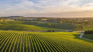 Degustazione di vini e tour al The Lane Vineyard