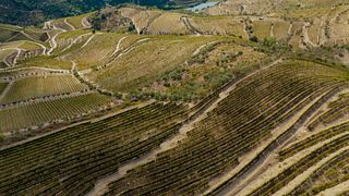 Weinprobe und Tour im Quinta Do Panascal