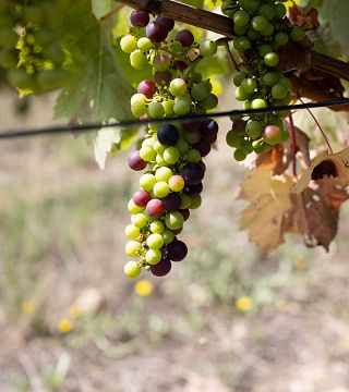 Viúva Gomes Winery