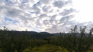 Cata de vinos y visita guiada en Wine Barnovi 