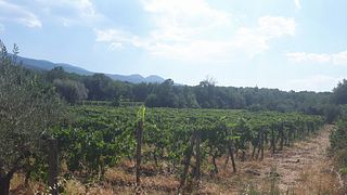 Taste Organic Etna Wines from Low-Intervention Vineyards