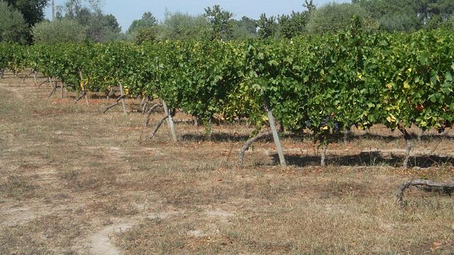 Premium vinprovning och rundtur på Quinta do Carvalhão Torto
