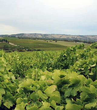 Degustazione di vini e tour a Willunga100