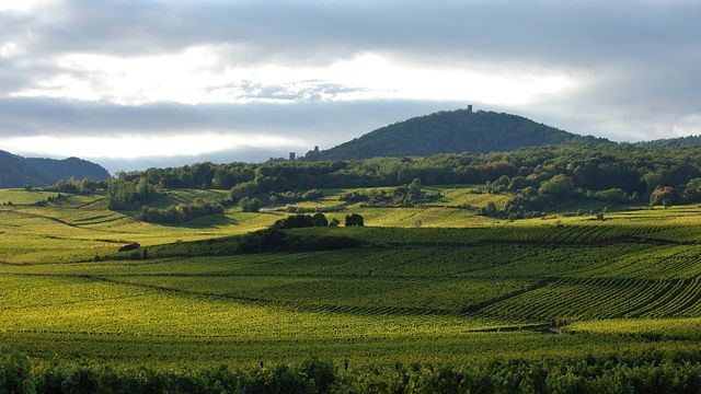 Domaine Schwach François et Fils