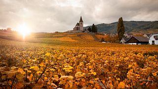 Tour del vino dell'Alsazia da Colmar: escursione di mezza giornata tra i vigneti