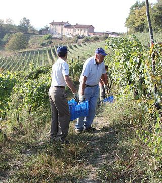 Cascina Corte Winery