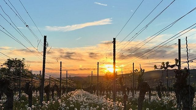 Weingut Hunn