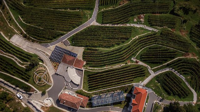 Markovic vingårdstur och provsmakning av 5 viner