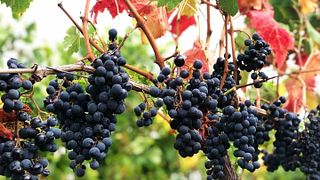 Gourmet-Tour im Chateau Des Tourtes