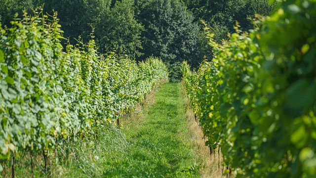 Kosmos Winery