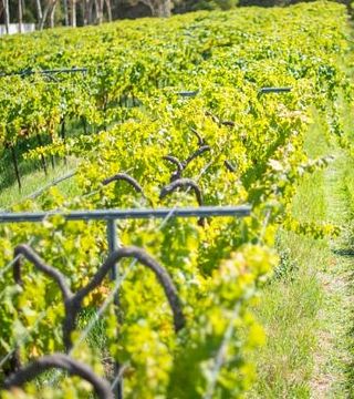 Happs Estate Wines
