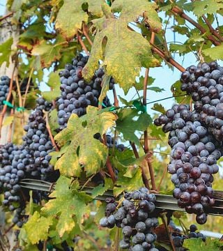 A Adega Balgera Vini