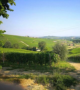Wine Tasting and Tour at Cascina Carlot