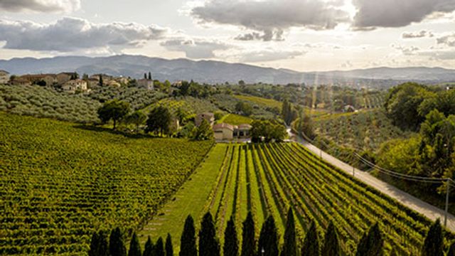 INTRODUÇÃO AOS VINHOS PARDI