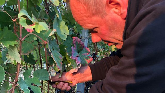 Wine Tasting and Tour at Mauro Veglio Azienda Agricola