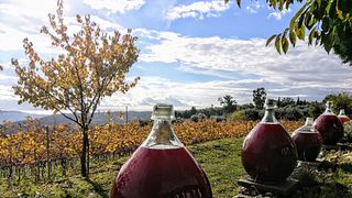 Vignoble Rasse