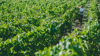 Vinprovningsupplevelse på Monti Rossi Etna Wines
