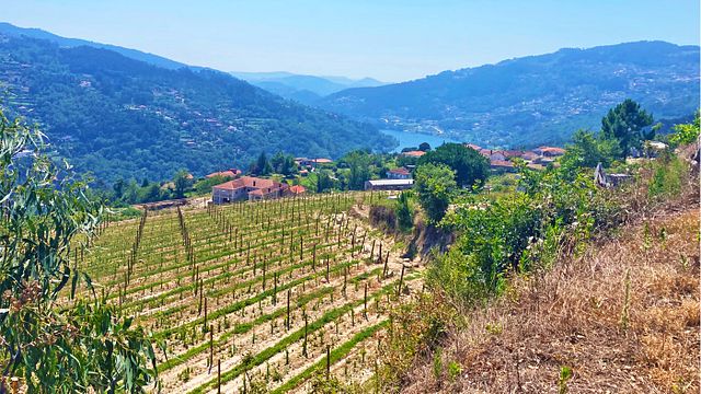Exklusive Tour mit grünem Wein aus dem Douro-Tal