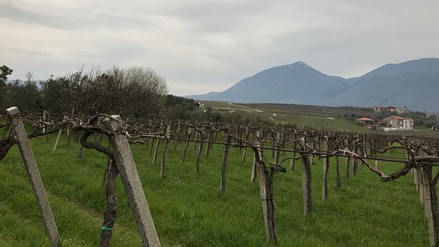 Gå genom historien för att upptäcka excellens: från lädergarvning till vin