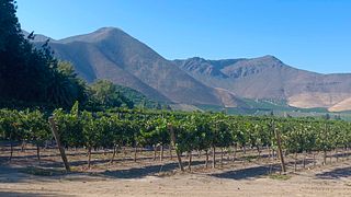 🍷 Vivez l'ultime circuit œnologique de luxe de 4 jours au Chili ! 🍇