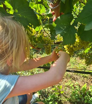 Balter Winery