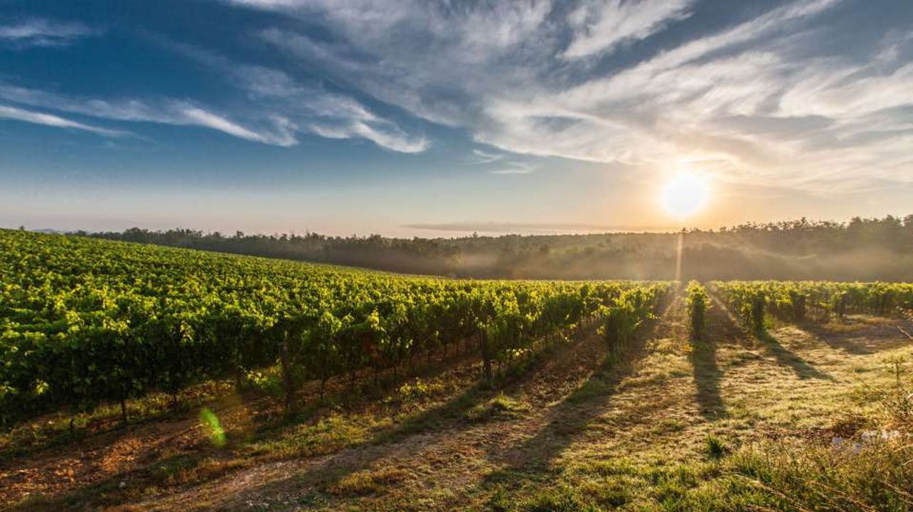 O dia da colheita: Um sonho de infância se torna realidade na Champagne J. de Telmont