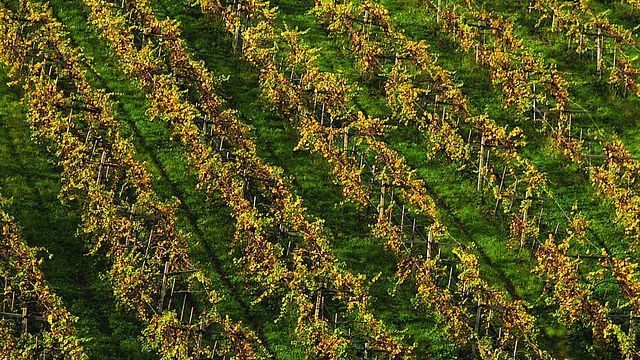 Dégustation de vins au Weingut Iselin